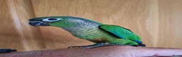 Conures birds for sale: Pineaplle, greencheek, and yellow sided conures  - Advert 7