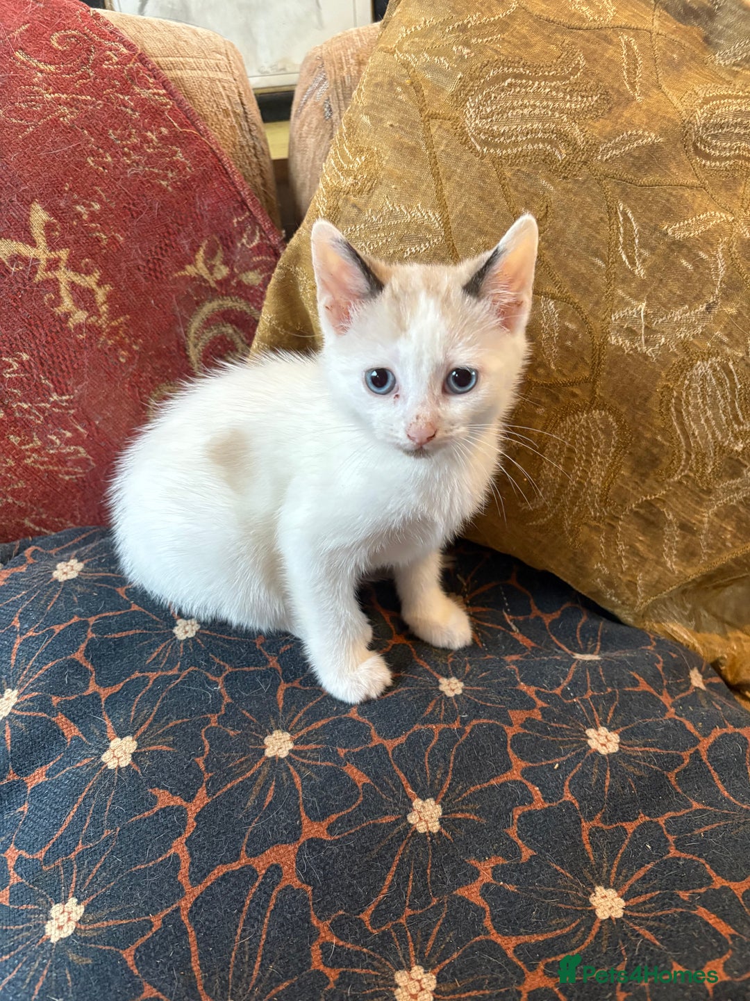 Mixed Breed cats for sale: Beautiful kittens ready for new home - Advert 3