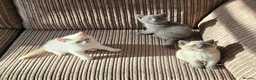 British Shorthair cats for sale: Adorable Purebred British Shorthair Kittens in Oldbury - Advert 4