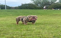 English Bulldog dogs for stud: GELATO 🍧 in Middlesbrough - Image 12