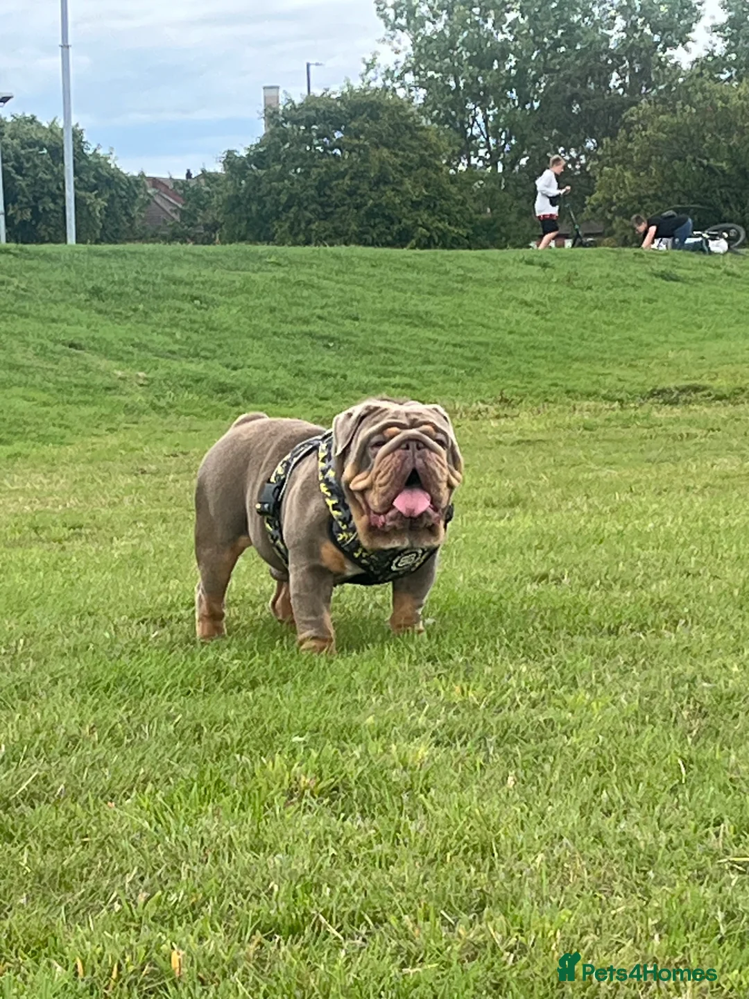 English Bulldog dogs for stud: GELATO 🍧 in Middlesbrough - Advert 12