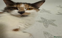 British Shorthair cats for sale: One boy and one girl ready - Image 10