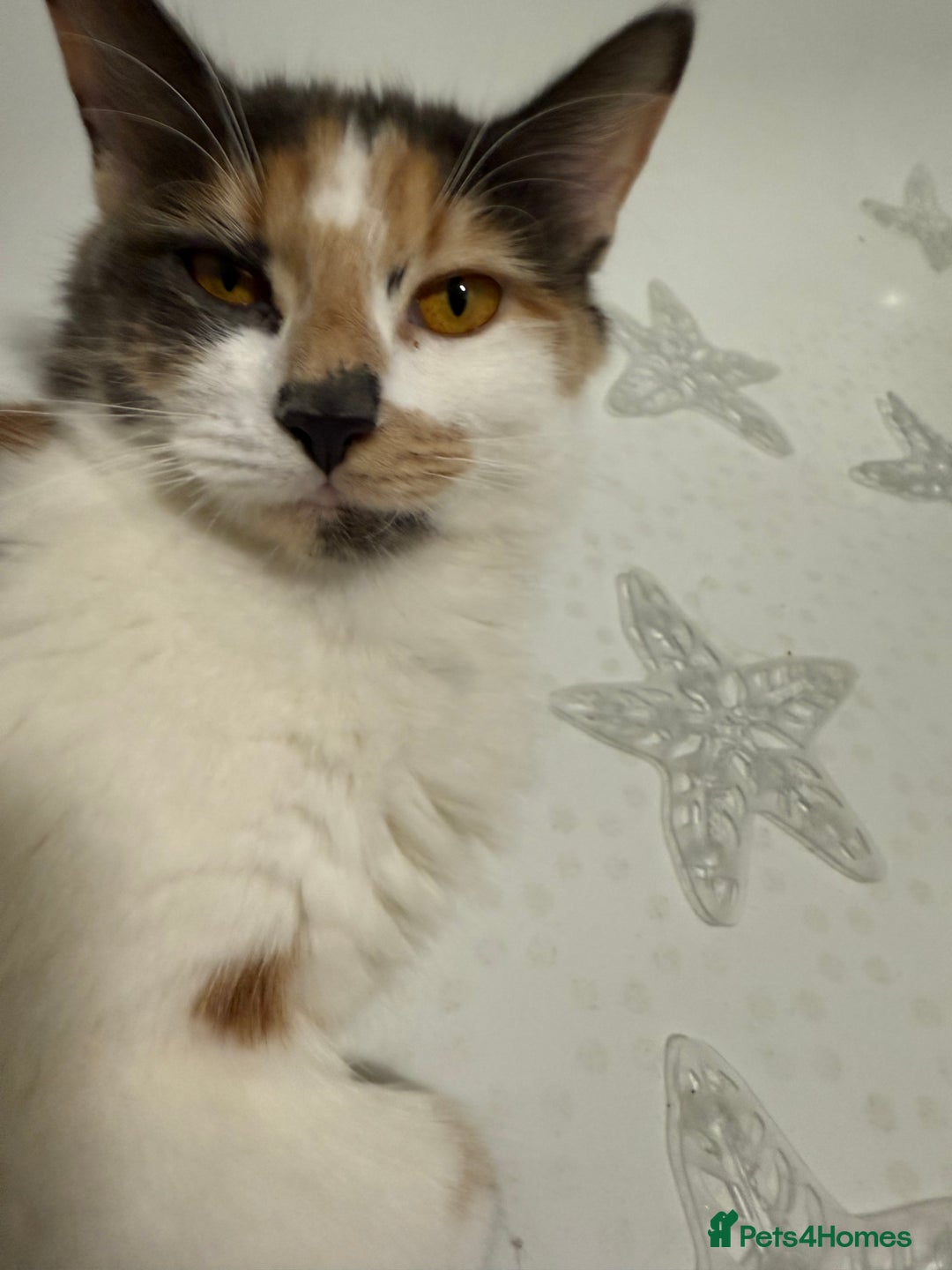 British Shorthair cats for sale: One boy and one girl ready - Image 10