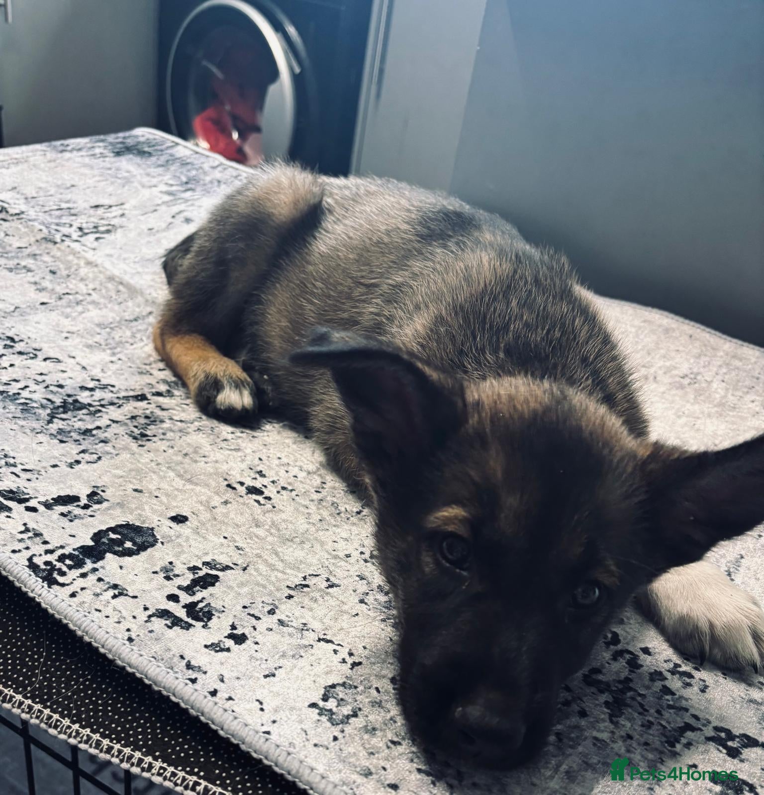 Mixed Breed dogs Puppies ready to leave - Advert 6