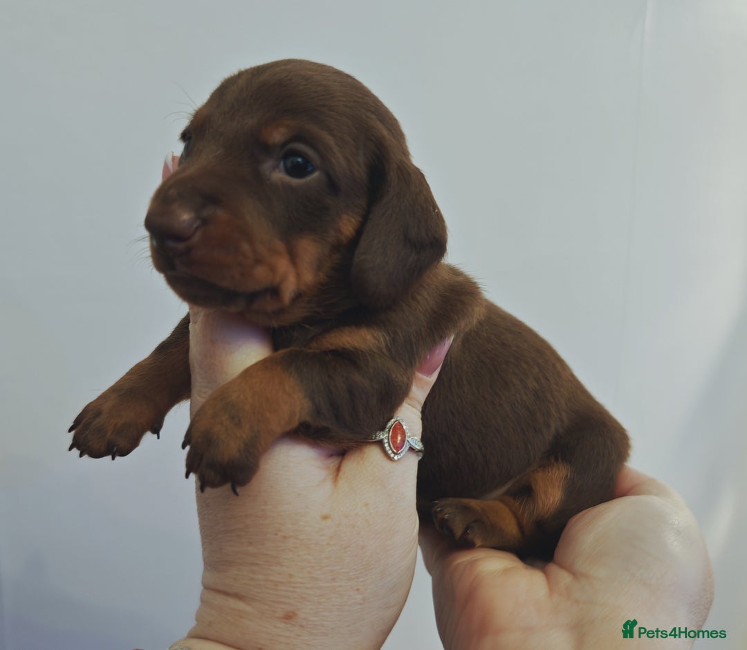Miniature Dachshund dogs for sale: Beautifully bred Mini Smooth Boys in Doncaster - Image 3