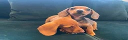 Dachshund dogs for sale: Dachshund puppies  in Llanelli - Advert 12