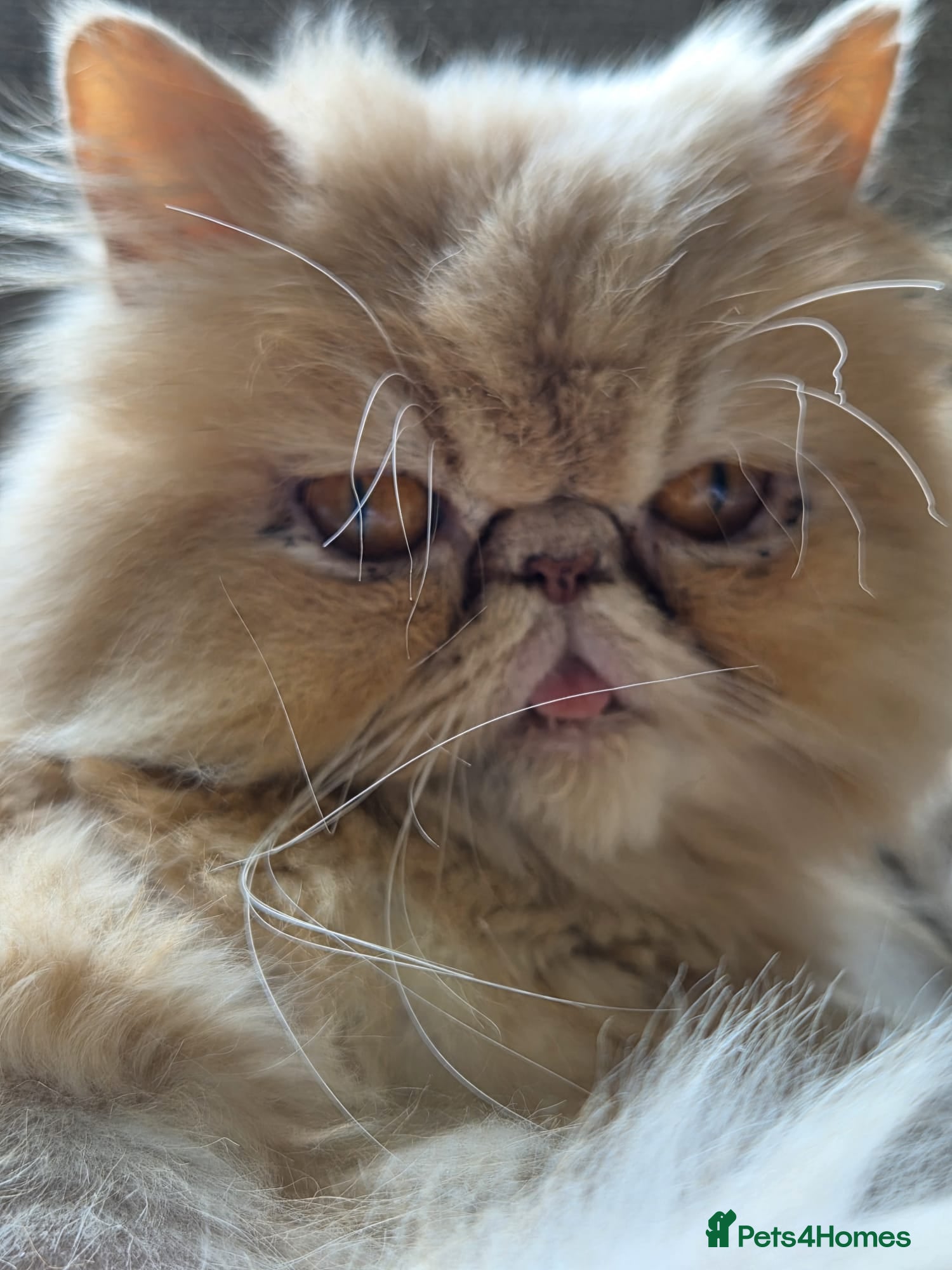 Persian cats Beautiful flat faced persian kitten  - Advert 1