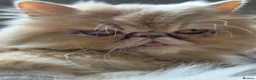 Persian cats for sale: Beautiful flat faced persian kitten  - Advert 1