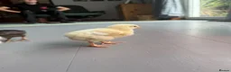 Chickens poultry for sale: Mixed lot of chicks  - Advert 3