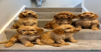 Cockapoo dogs - Advert 2