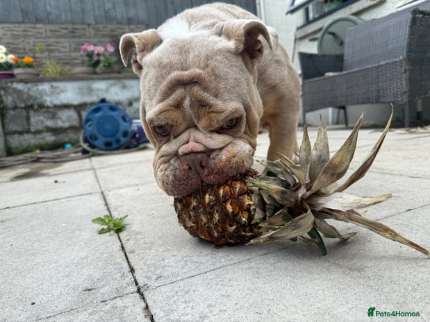 English Bulldog dogs - Advert 1