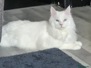 Maine Coon cats white male stud in Stockport - Advert 1