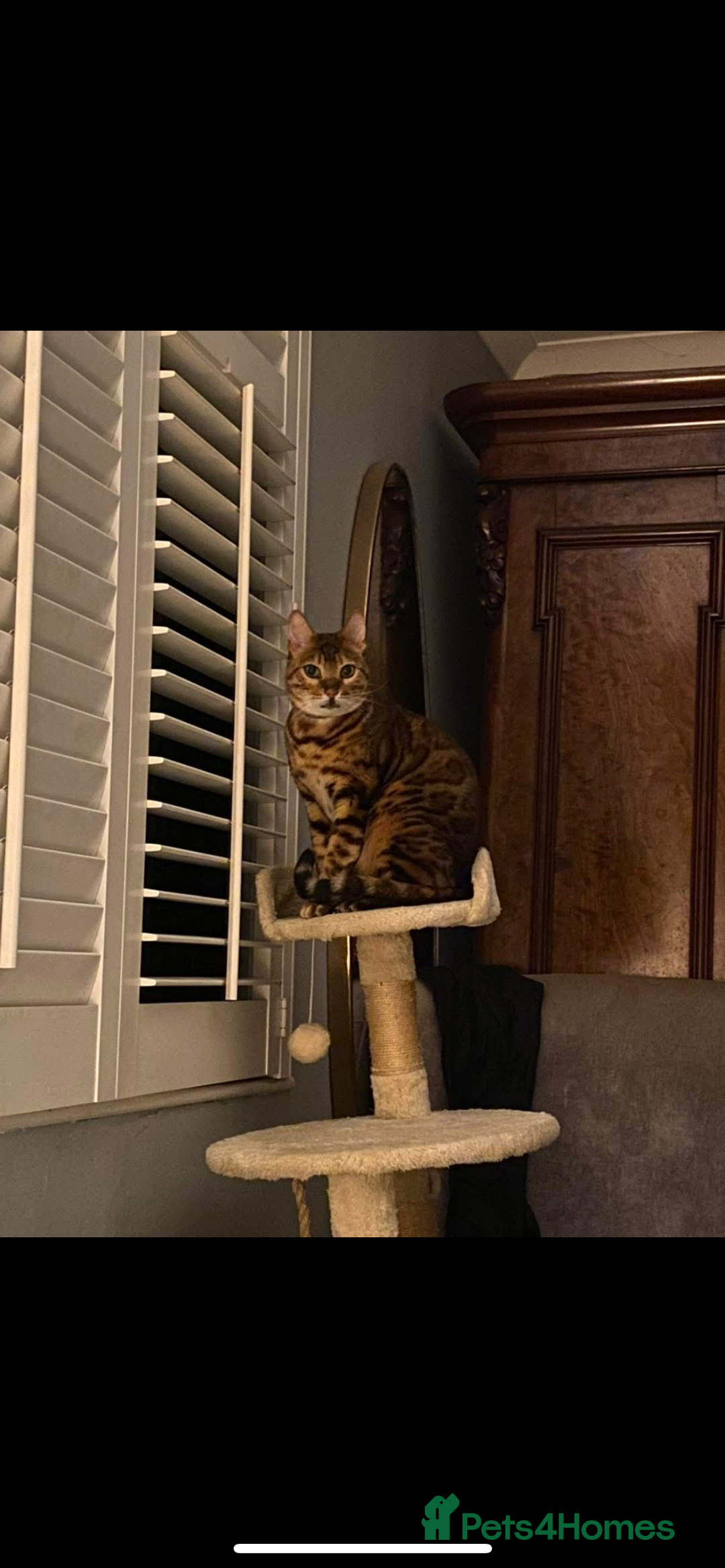 Bengal cats for sale: Beautiful Bengal Kittens  - Image 10