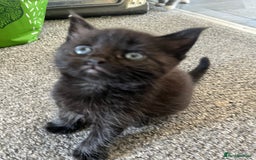 British Shorthair cats for sale: two girl kittens  - Image 7