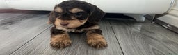 Cockapoo dogs for sale: Cocker poo puppies for sale  - Advert 2