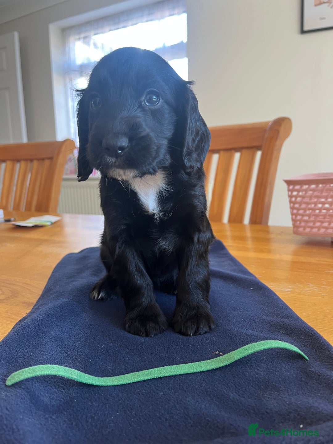 Cocker Spaniel dogs for sale: Adorable cocker spaniel puppies  - Image 18