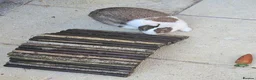 Mixed Breed rabbits for sale: Sale rehome 12 to 18month old bonded bunnies - Advert 6