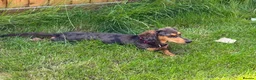 Miniature Dachshund dogs for sale: Miniature dachshund 🐶  in Wantage - Advert 1