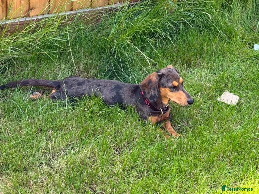 Miniature Dachshund dogs for sale: Miniature dachshund 🐶  in Wantage - Advert 1
