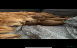 Cavapoo dogs for sale: Two Extensively Health Tested Cavapoo Girls   - Image 7