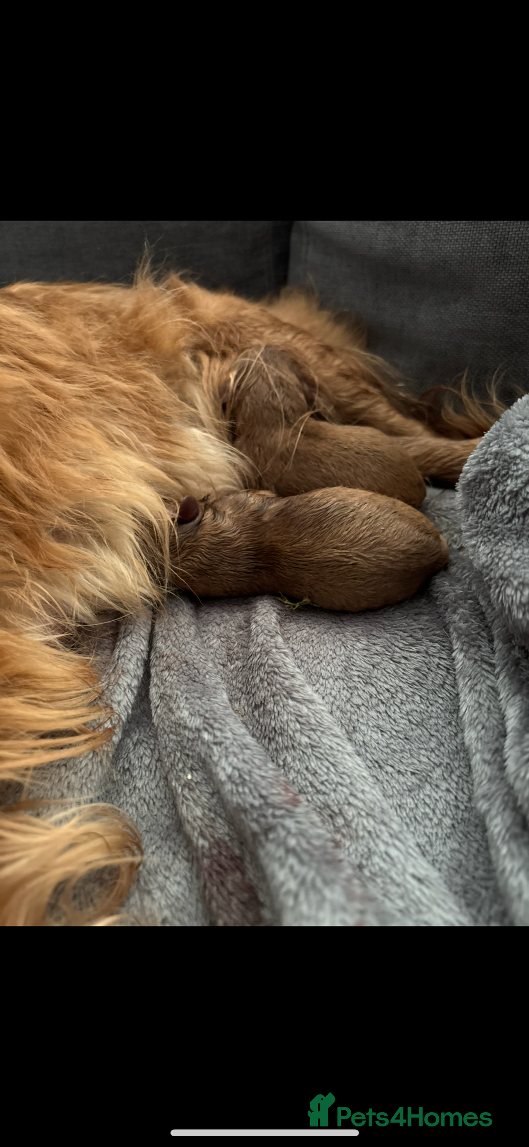 Cavapoo dogs for sale: Two Extensively Health Tested Cavapoo Girls   - Image 7