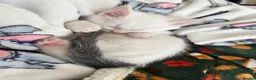 Mixed Breed cats for sale: Beautiful male kitten - Advert 2