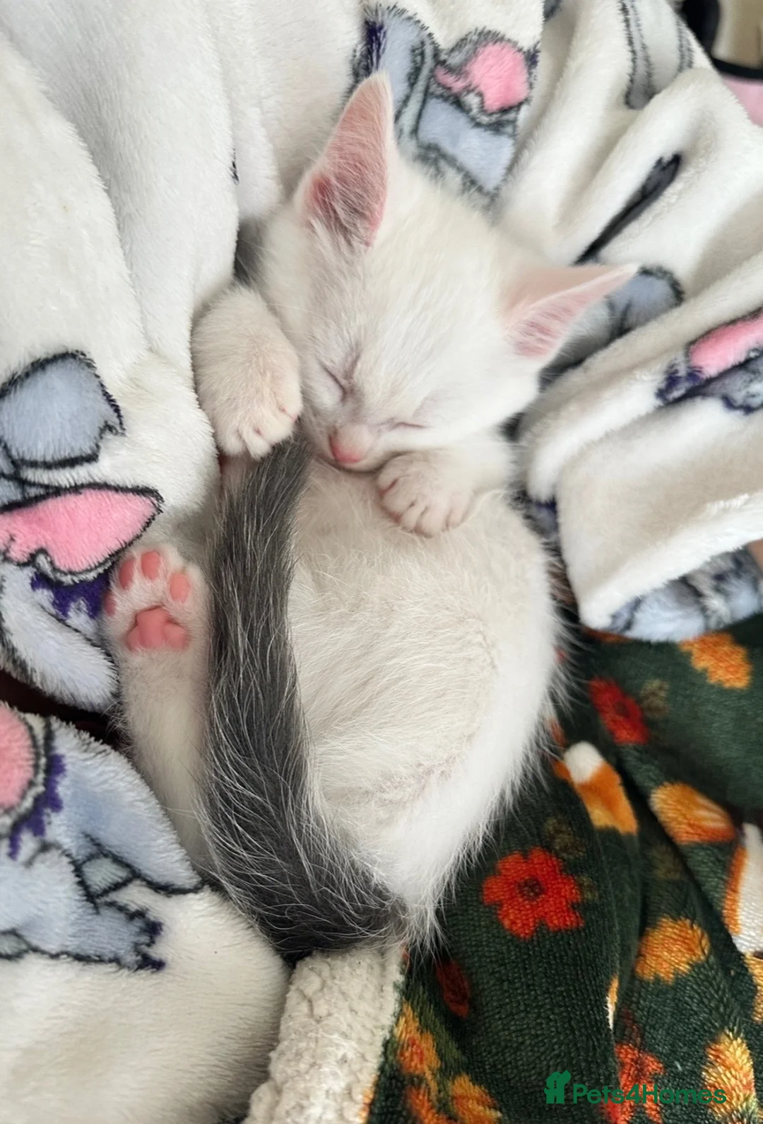Mixed Breed cats for sale: Beautiful male kitten - Advert 2