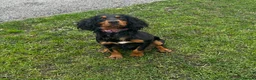 Cocker Spaniel dogs for stud: KC REG HEALTH TESTED WORKING COCKER FOR STUD in Darlington - Advert 3