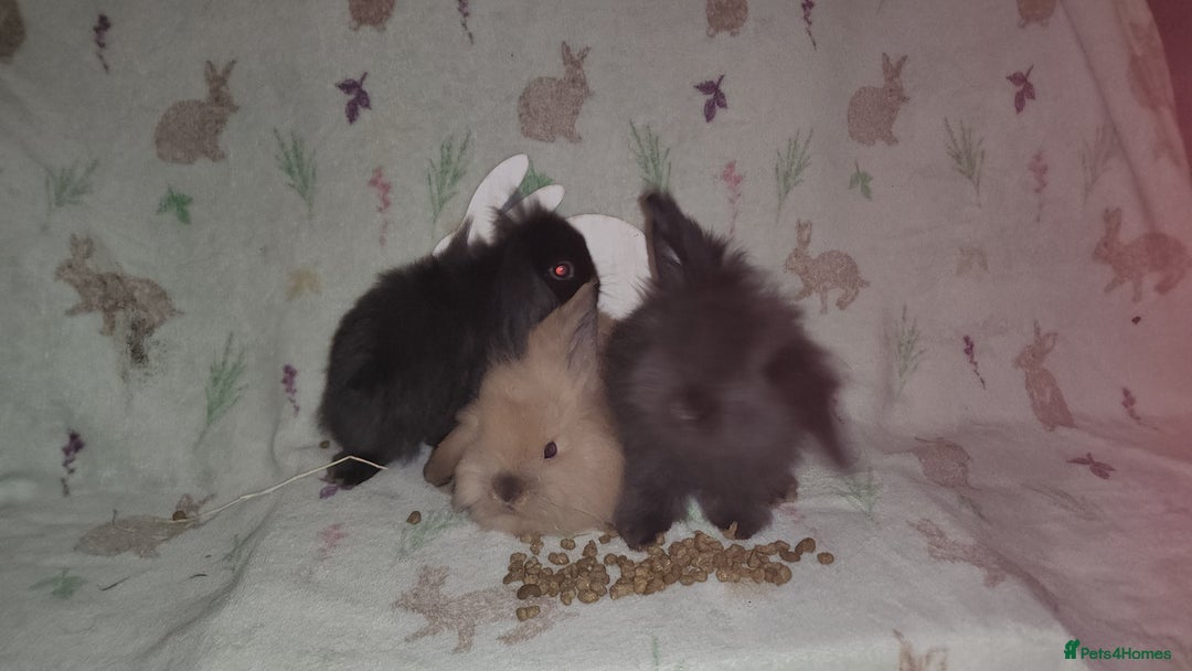 Mini Lion Lop rabbits for sale: Mini lion lops double mane - Image 6