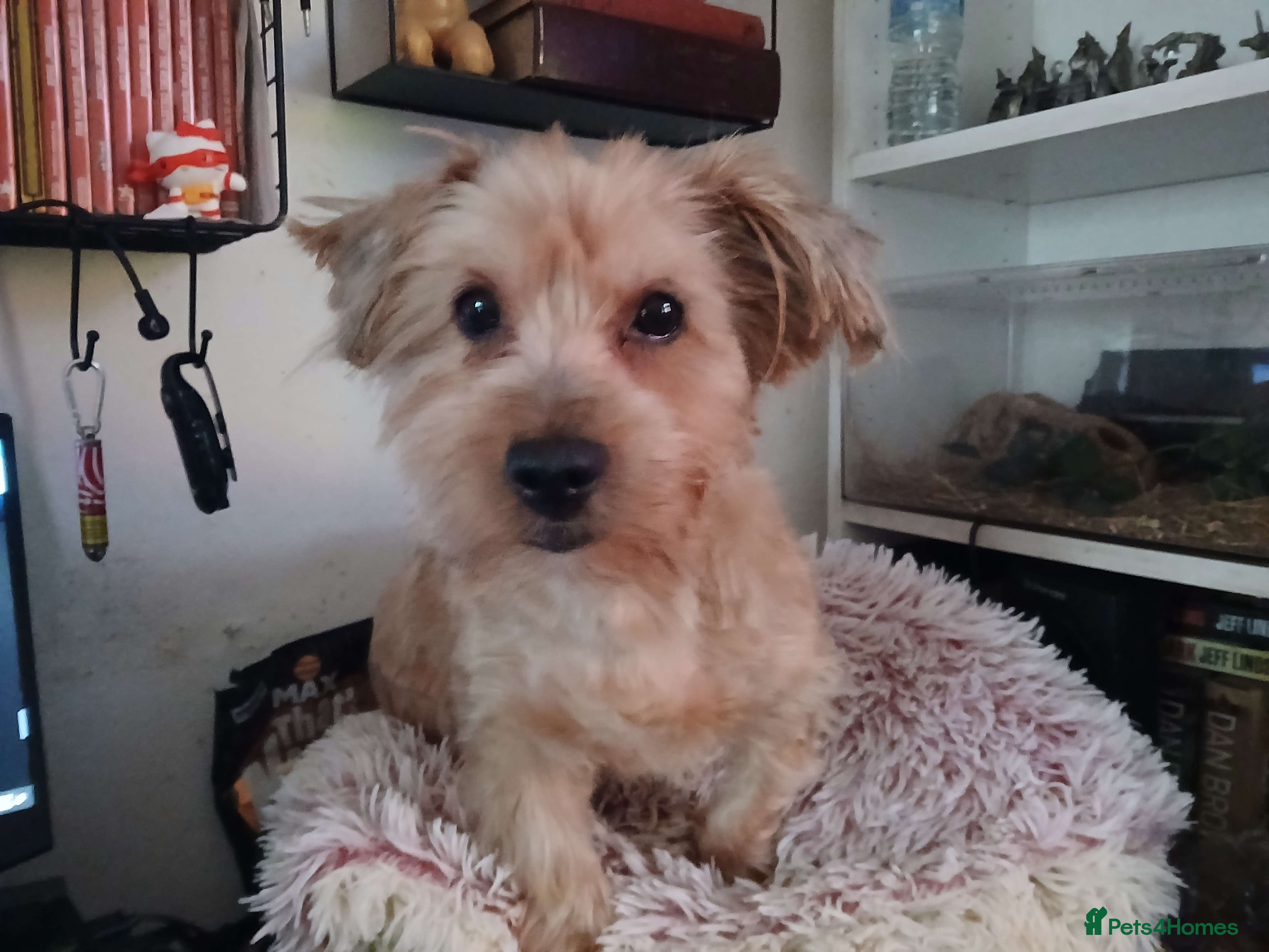 Yorkshire Terrier dogs Bucky the yorkie in Stockton-on-Tees - Advert 8