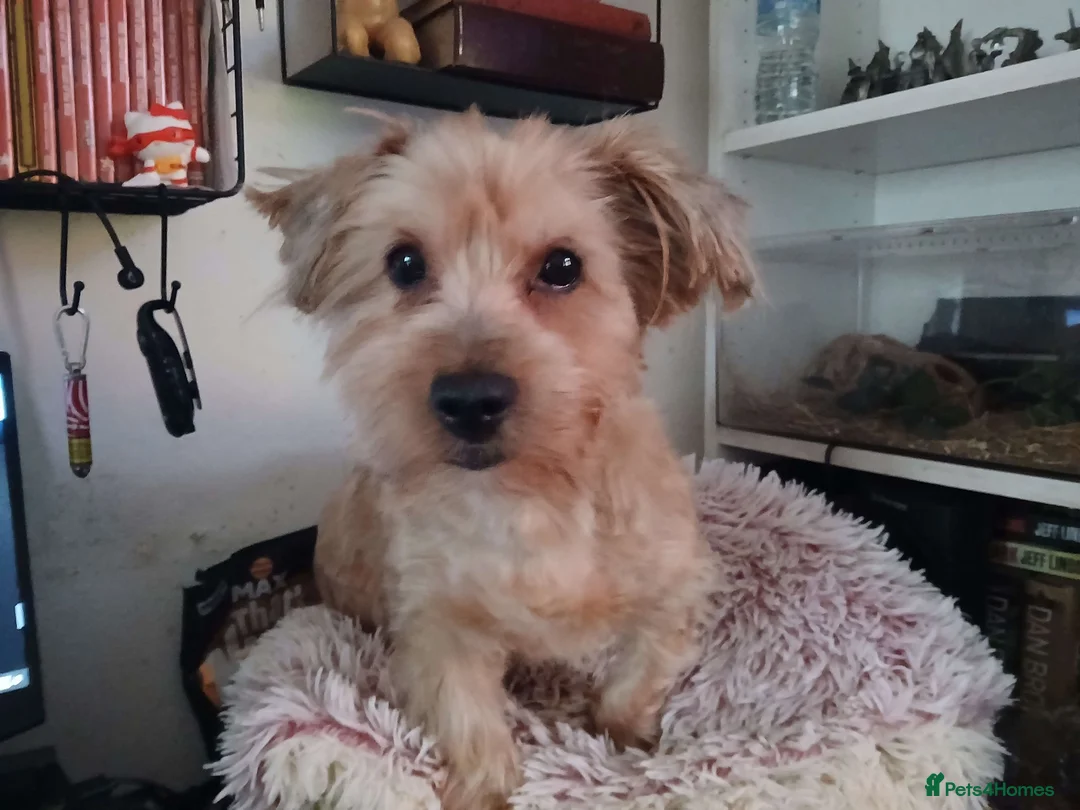 Yorkshire Terrier dogs for sale: Bucky the yorkie in Stockton-on-Tees - Advert 1