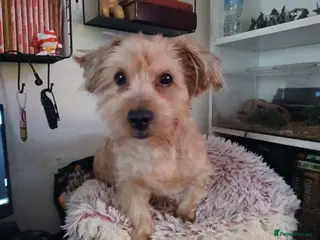 Yorkshire Terrier dogs Bucky the yorkie in Stockton-on-Tees - Advert 8