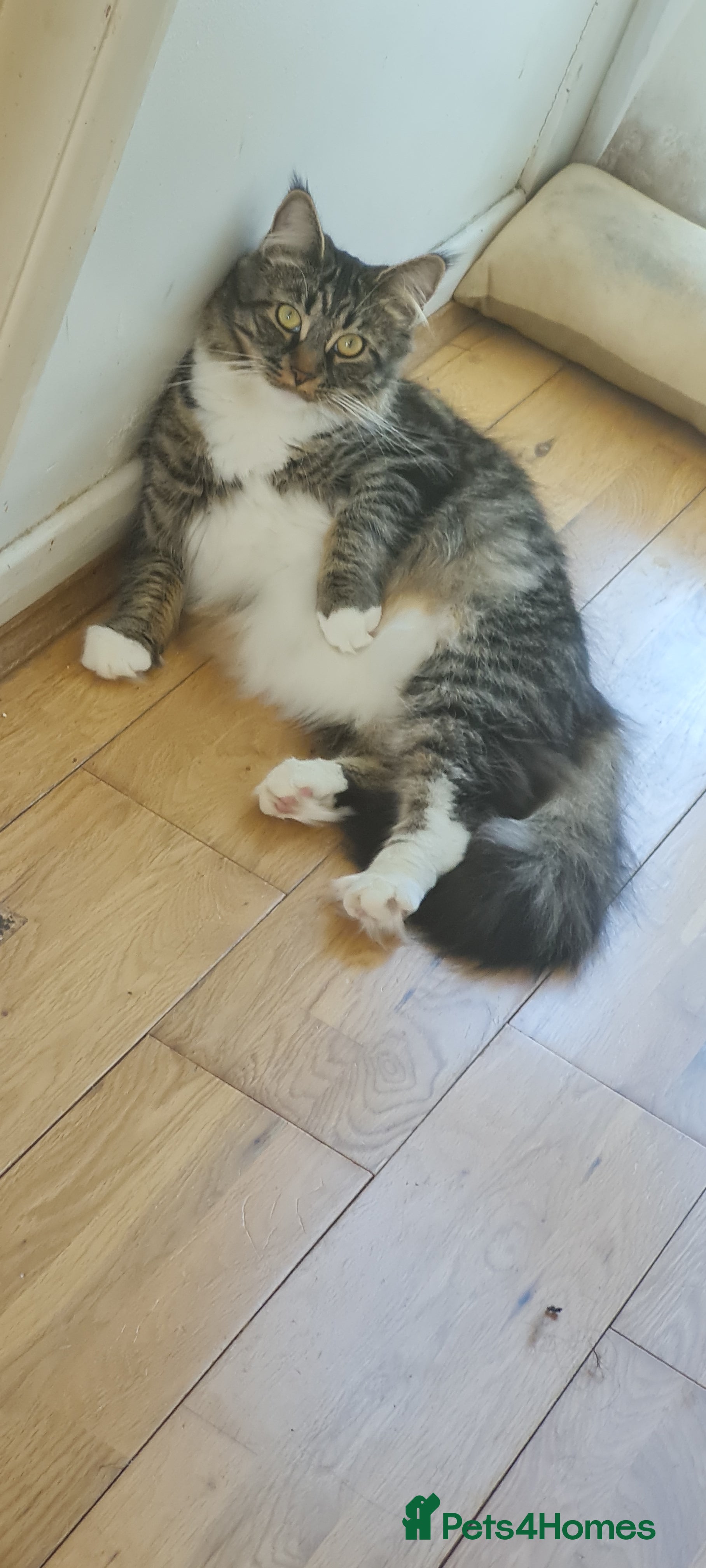 Maine Coon cats Stud for my girl - Advert 1