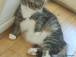 Maine Coon cats Stud for my girl - Advert 1