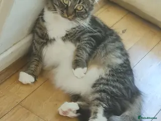 Maine Coon cats Stud for my girl - Advert 12