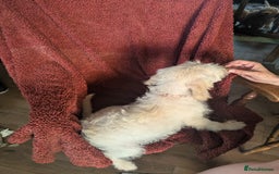 Cockapoo dogs for sale: Cockapoo x - Image 11