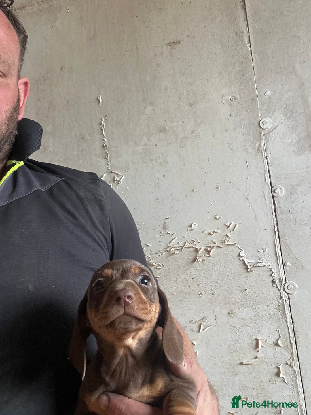 Dachshund dogs for sale: Miniature dachshund - Image 2