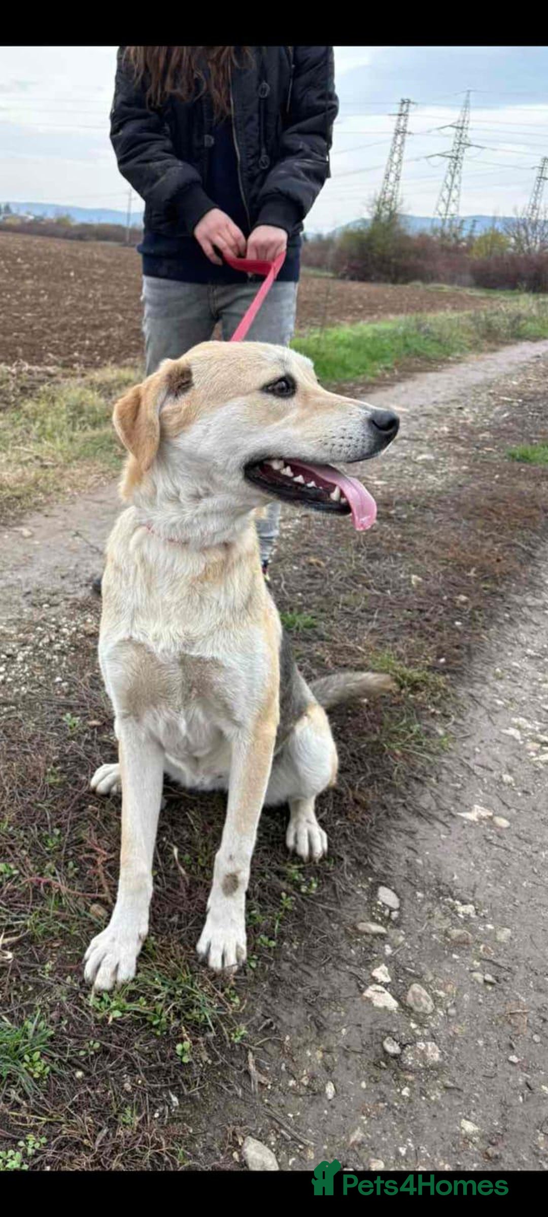 Mixed Breed dogs for adoption: Clara, 1.5 yrs approx. Available for adoption. - Advert 2