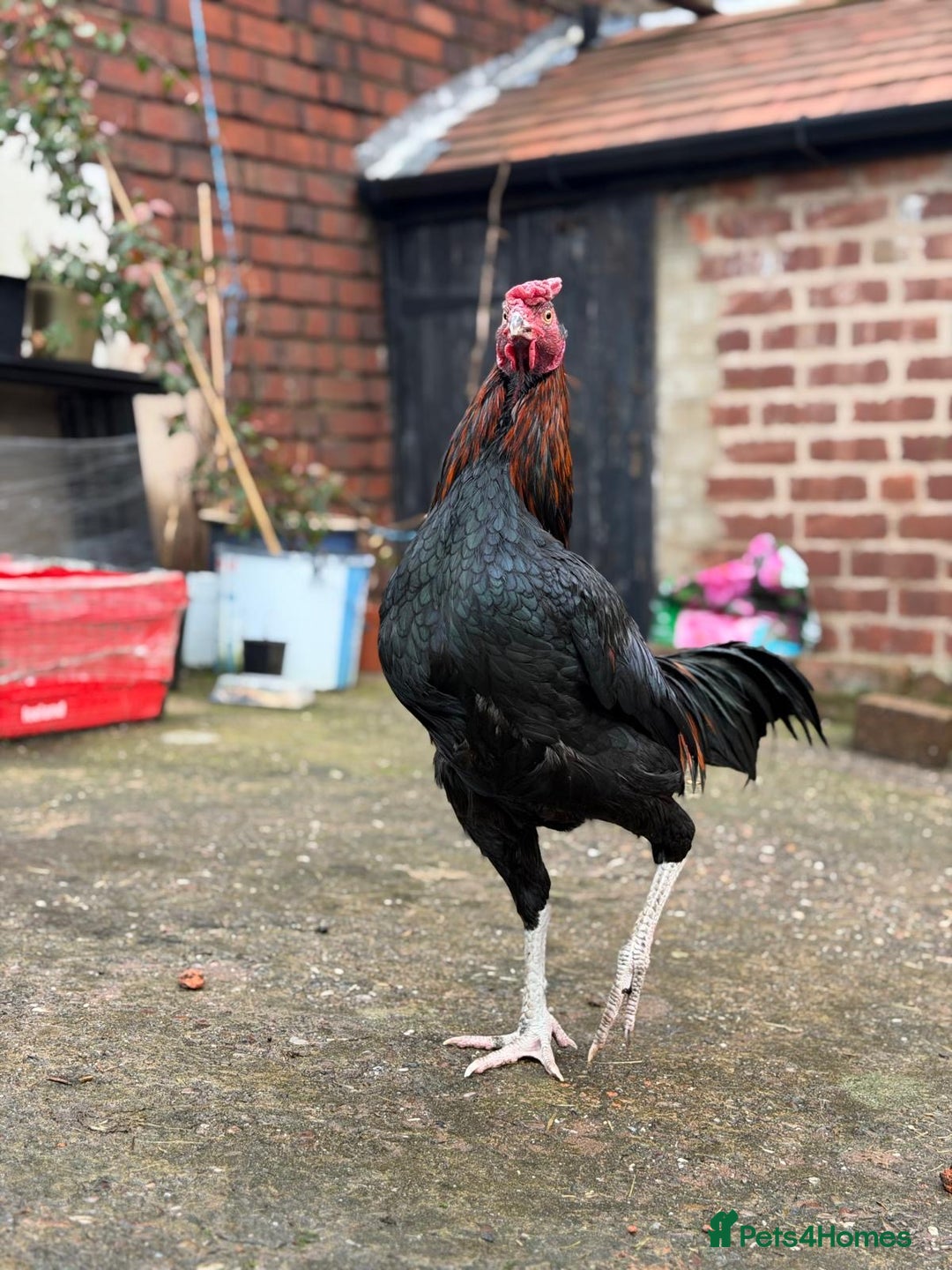 Cockatiels birds for sale: Pakistani aseel  - Advert 6