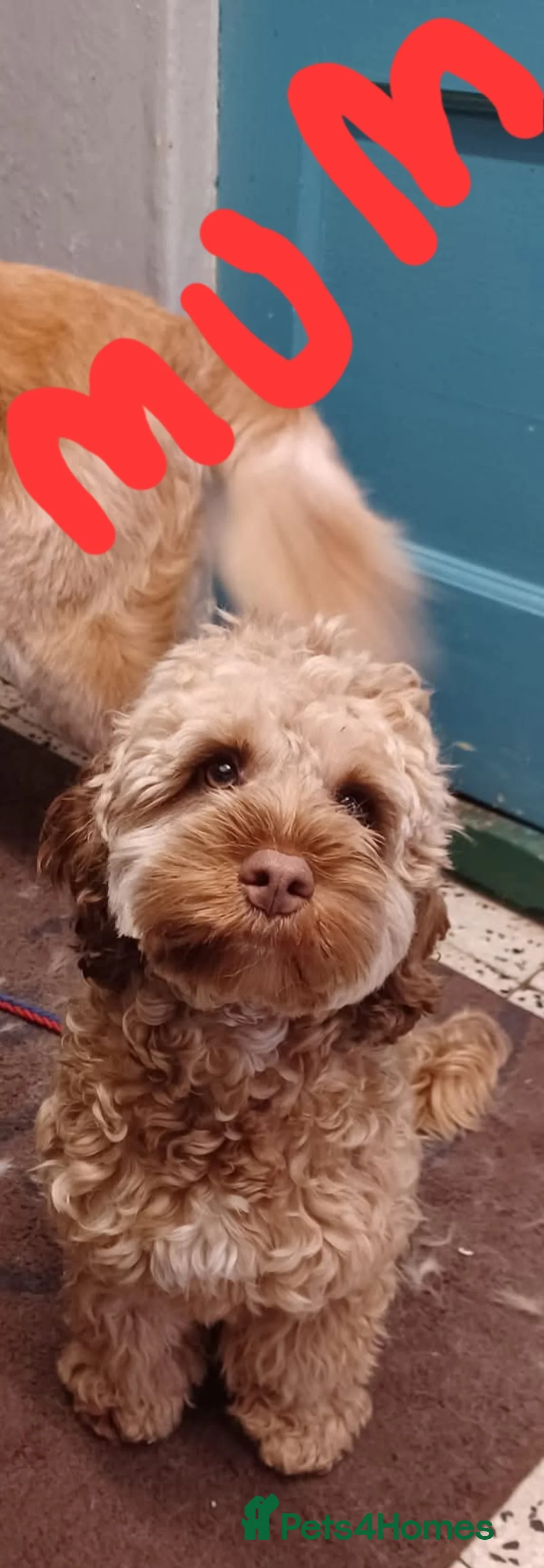 Cockapoo dogs for sale: F1b cockapoo puppies - Advert 2