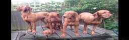 Hungarian Vizsla dogs for sale: KC REG & HEALTH CHECKED PARENTS & PUPS - Advert 20
