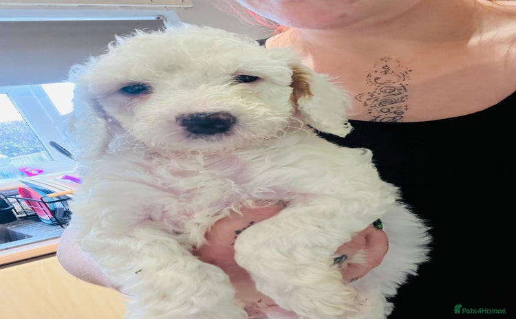 Cockapoo dogs White and brown f2 cockapoo girl - Advert 2