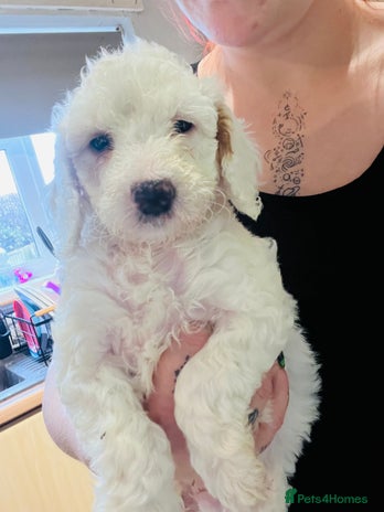 Cockapoo dogs White and brown f2 cockapoo girl - Advert 2