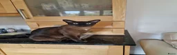 Tonkinese cats for sale: Tonkinese Female - Advert 1