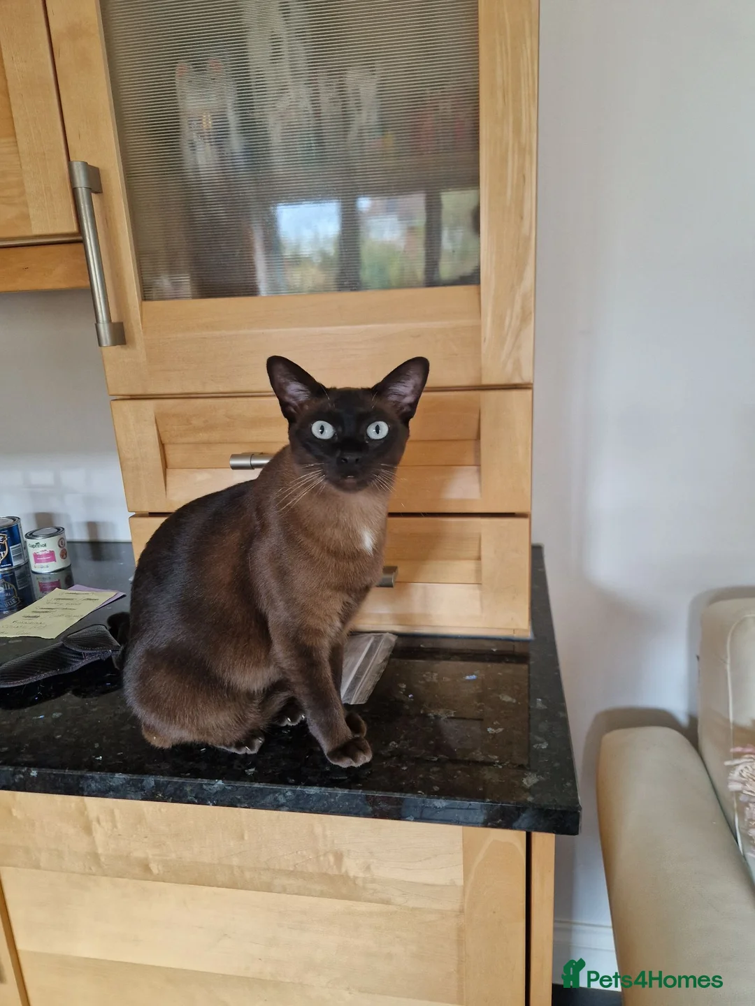 Tonkinese cats for sale: Tonkinese Female - Advert 1