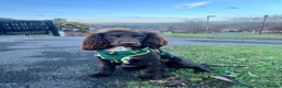 Cocker Spaniel dogs for stud: Cocker Spaniel for Stud  - Advert 4