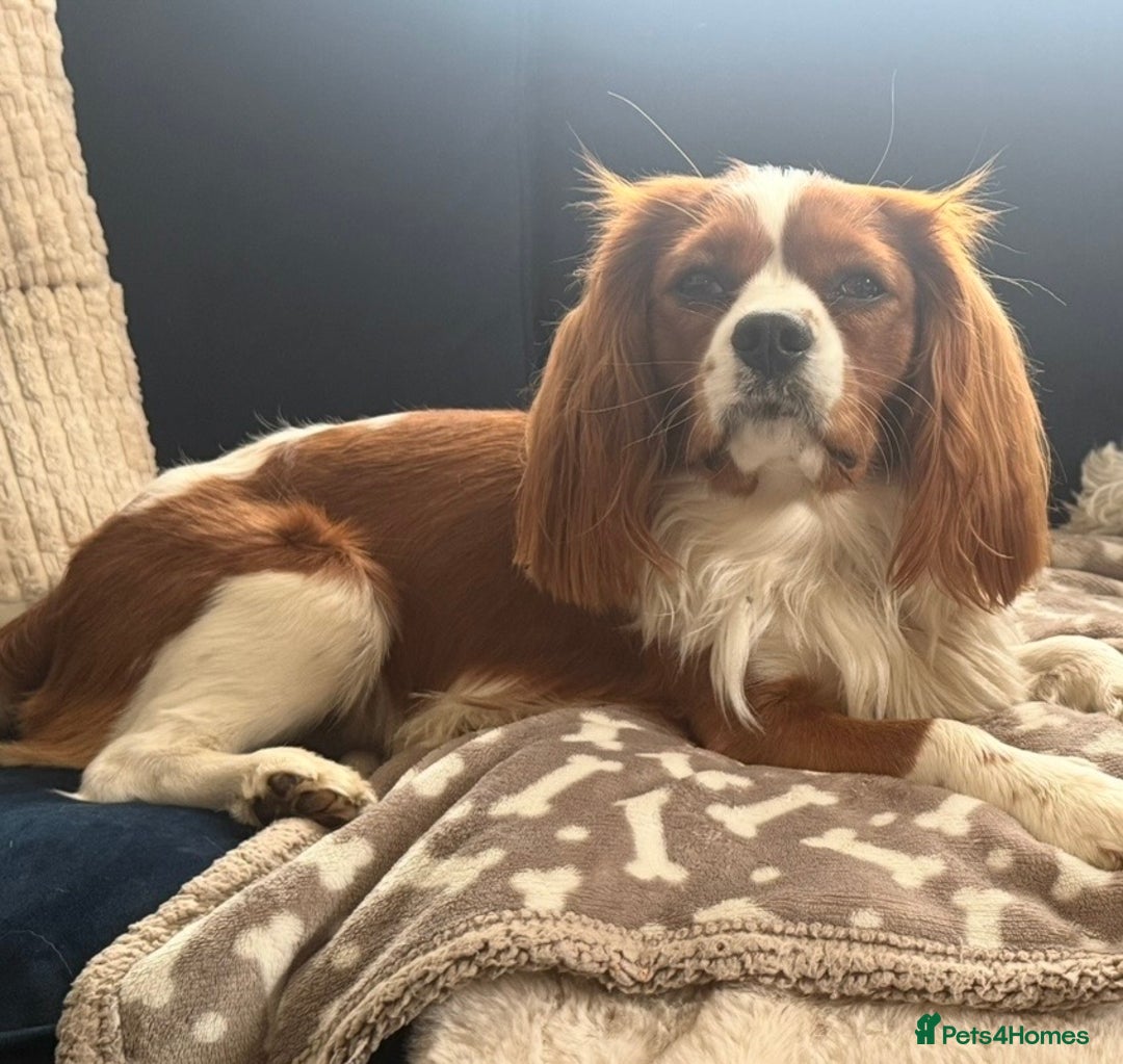 Cavalier King Charles Spaniel dogs for stud: Health Tested Cavalier King Charles For Stud. - Advert 5