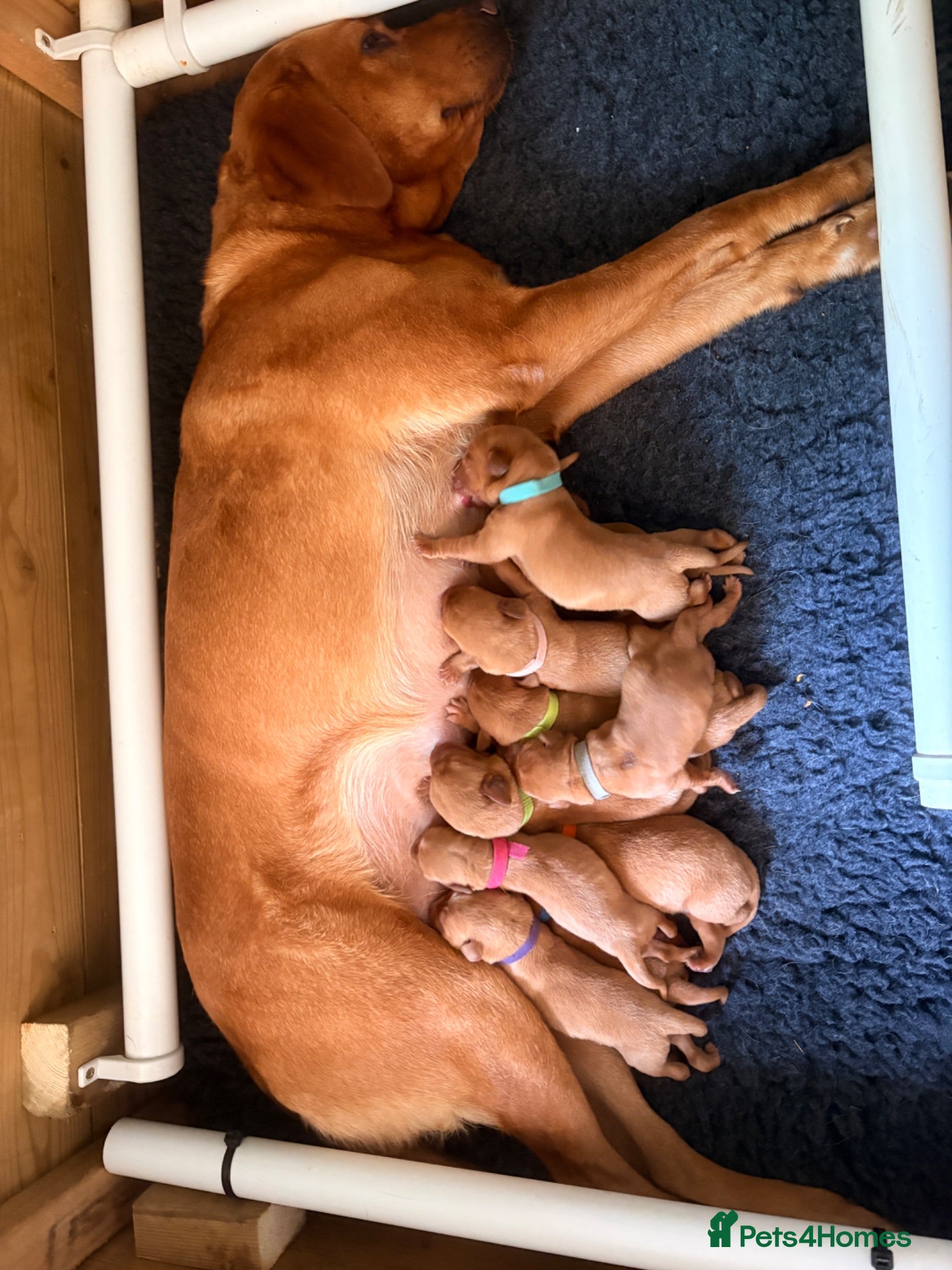 Labrador Retriever dogs Beautiful Pedigree Fox Red Labrador Puppies - Advert 2