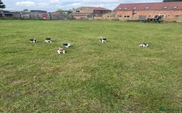 Jack Russell dogs for sale: Jack Russell Puppies - Image 7