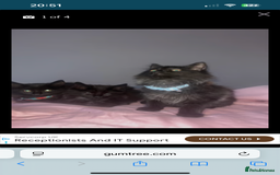 British Longhair cats for sale: British long hair kittens  - Image 9